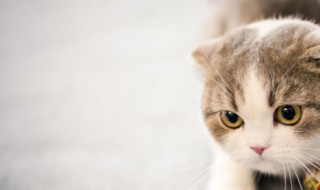 猫咪怎么交配 猫咪交配常用的方式