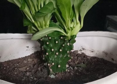 麒麟没根能活吗 麒麟烂没根能活吗