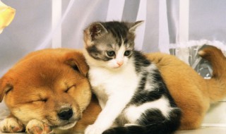 犬的饲养方法 如何科学饲养狗狗