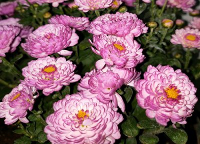 千头菊耐寒多少度 冬天怎么养护千头菊能耐寒过冬