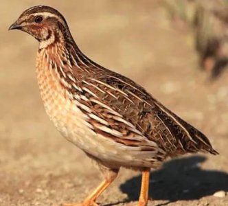 农村养殖什么致富快 目前农村养殖业养什么最赚钱