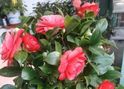 茶花变黄掉叶子怎么回事 茶花黄叶掉叶开花少怎么办