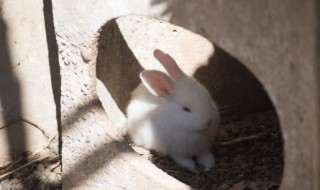 2023年生肖兔年运势 生肖兔在2023年的命运