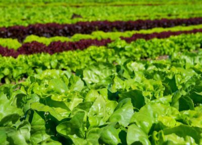 生菜亩产量多少斤 生菜产量一亩地多少斤