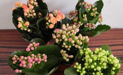 盆栽长寿花夏天怎样管理? 夏季养护长寿花如何避免根腐