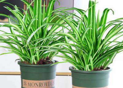 新鲜柳树枝泡水可以浇哪些花 柳树枝泡水可以浇所有的花吗?