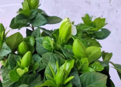 栀子花长花苞不开花是什么原因 一直有花苞好久不开