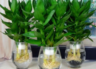 水养平安竹几根才最好 水养平安竹怎么养才能更旺盛