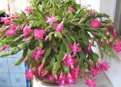 蟹兰花开花时间 蟹兰花怎么养才开花