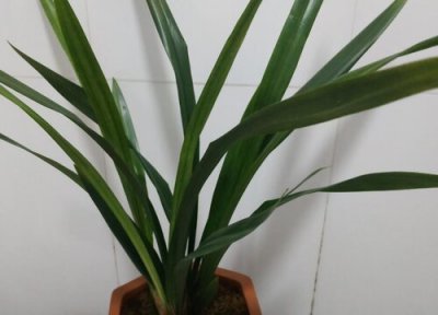 原土原盆发货还要换盆吗 原土买回来的换盆还缓苗吗