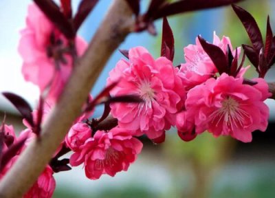 观赏桃花十大品种 好看的景观桃花品种大全及图片