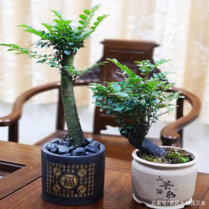 小叶紫檀盆景怎么养才会好看 盆栽小叶紫檀平时养护方法