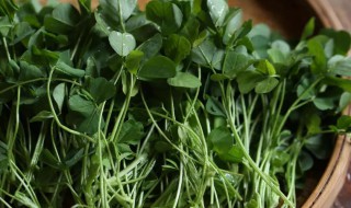 草头哪些人不宜吃 草头什么人不宜吃