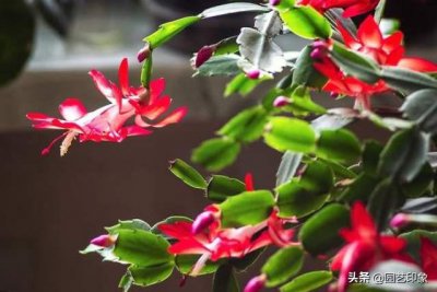 蟹爪兰长花苞时间 蟹爪兰开始长花苞了需要注意什么