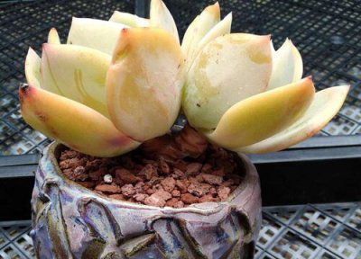 白凤多肉的养殖方法和注意事项 多肉植物白凤的养护