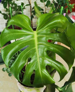 什么花草对净化空气好 家里养净化空气效果好的5种花卉