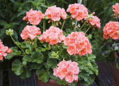 天竺葵夏季黄叶的问题分析 天竺葵容易黄叶的原因及养护方法