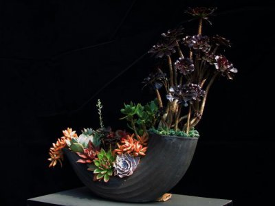 多肉植物怎么拼盘搭配技巧 多肉大拼盘怎么做造型好看