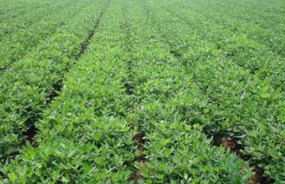 花生什么时候收获最好 几月份是花生最佳收获时间