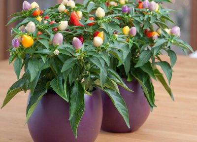 五彩椒一盆种几棵 五彩椒一盆种几株合适