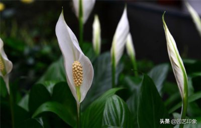 白掌有花苞了叶子需要喷水吗 白掌开花的时候怎么浇水