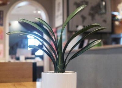 池塘水怎么养君子兰越长越旺 君子兰的养殖方法和浇水时间