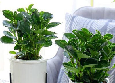 碧玉生长习性 碧玉的养殖方法和注意事项有哪些