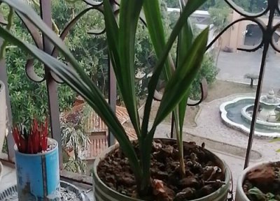 兰花的正确上盆方法 如何正确的给兰花上盆