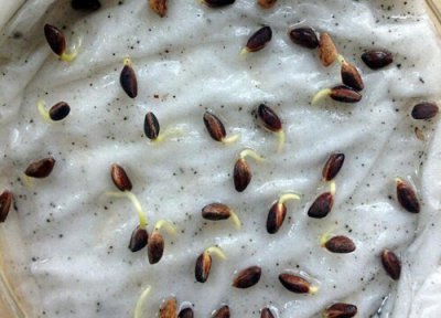 松子发芽环境 松子怎么发芽快