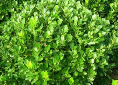 雀舌黄杨耐寒吗 雀舌黄杨适宜生长环境