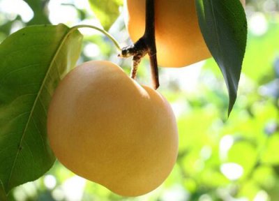 秋天果实有哪些水果 秋季成熟收获的应季水果图片