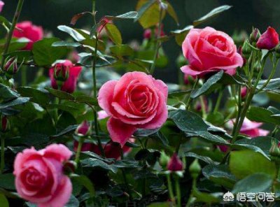 北方地栽月季冬天怎么过冬 室外地栽月季越冬养殖技巧