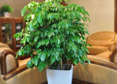 幸福树修剪方法 幸福树怎样修剪