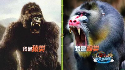 狒狒和猩猩和猴子的区别 猴子狒狒和猩猩有什么不同