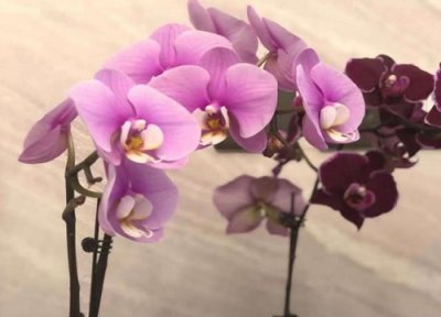 蝴蝶兰花开败了怎么养 用什么养护蝴蝶兰不烂根还能多次开花