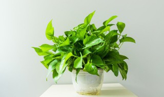 卧室内适合养什么水生花 很适合养在室内的水生植物