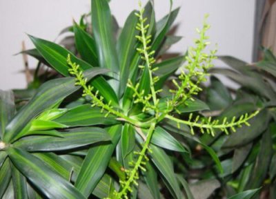 百合竹的风水禁忌及作用 适合摆放在家里吗