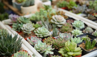 房间适合养什么花 室内适合养什么花