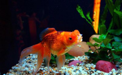 草金鱼和锦鲤的区别及图片 草金鱼和锦鲤有什么关系