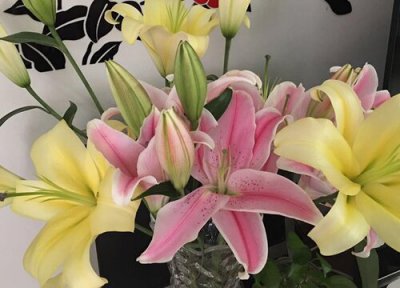 百合花一直不长怎么办 百合花生长缓慢的原因及处理方法