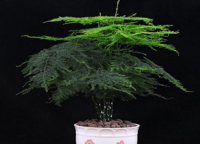 文竹浇什么水才能更旺盛 冬季文竹怎么浇水开春后长势旺