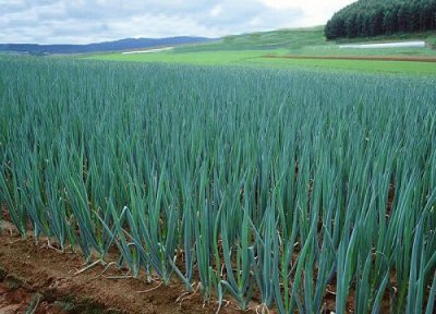 怎样保存大葱过冬保鲜时间长 冬天家庭储存大葱最好方法