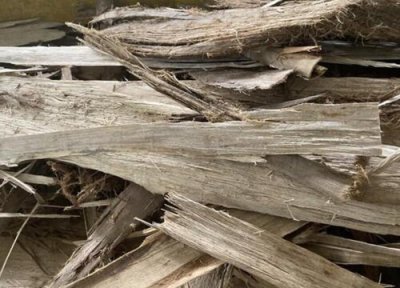 树皮种植蝴蝶兰怎么种 用树皮栽种蝴蝶兰需要注意些什么