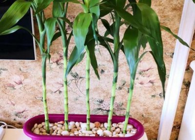 富贵竹叶子发黄了应该怎么处理 教你几招轻松补救应对