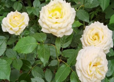 月季花头突然打蔫了怎么回事 地栽月季花骨朵蔫了