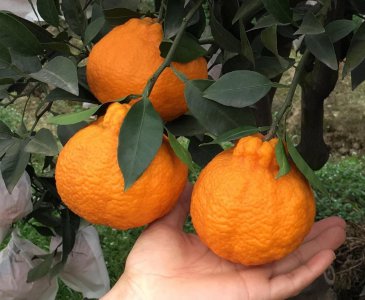 粑粑柑和丑橘是一种水果吗 粑粑柑和丑橘营养价值一样吗