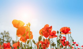 励志软文晚安正能量句子 晚安激励语句