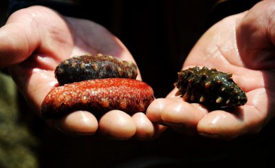 辽参和海参的区别在哪里 辽参和海参有什么不一样