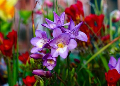 香雪兰耐寒多少度 香雪兰冬季耐最低温度是多少