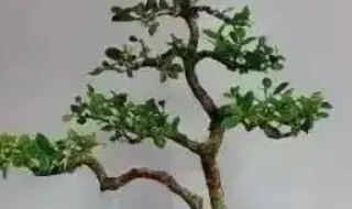 黄杨换盆后的日常养护 黄杨换盆方法和注意事项